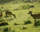 地面に生えた草を食む、3頭のツノのないメスのキュウシュウジカの写真